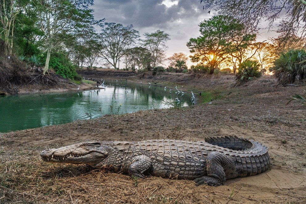 Крокодил отдыхает в Мозамбикском национальном парке