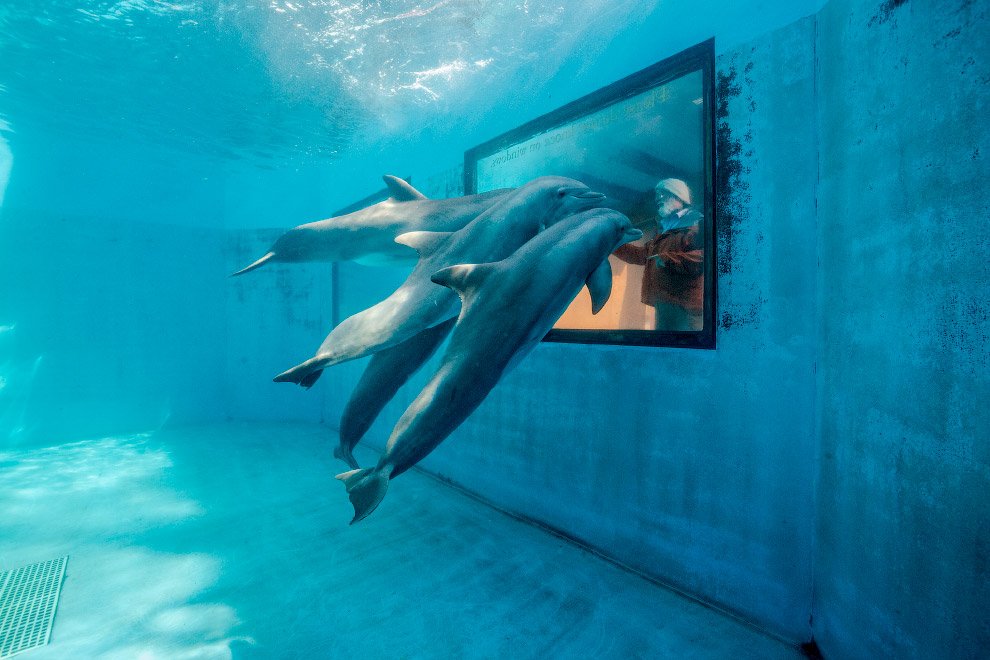 Дельфины, штат Калифорния