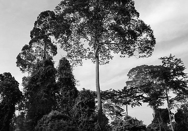 Фотографии пейзажей Борнео, которые сделала герцогиня Кэмбриджская Кэтрин