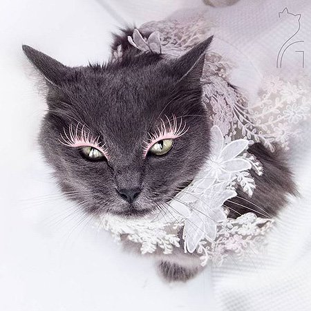 Гламурная киса: в Instagram набирает популярность аккаунт с фото накрашенной  кошки