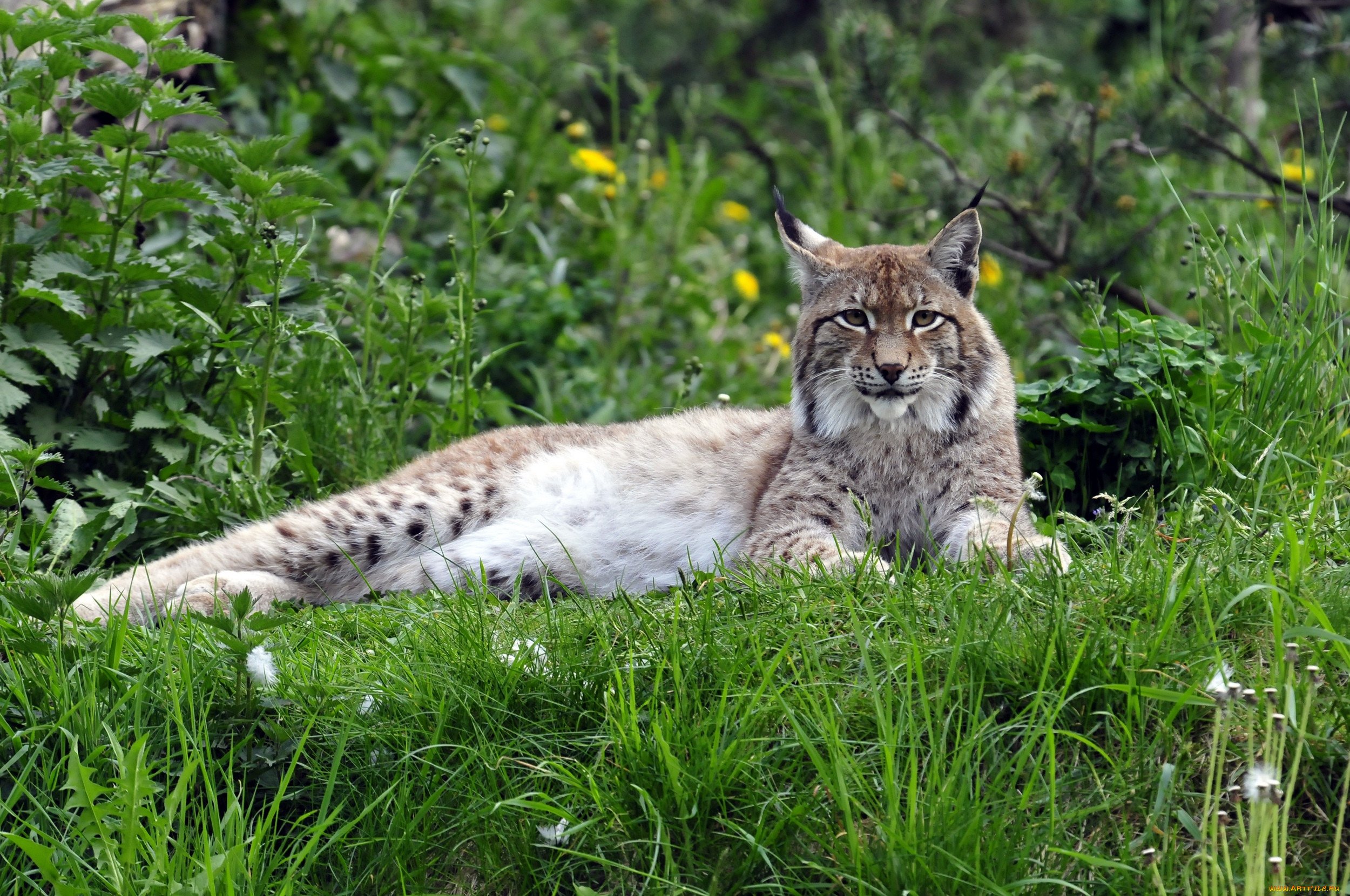 Рысь — Lynx Lynx. Беловежская пуща Рысь. Гималайская Рысь. Рысь обыкновенная Lynx Lynx Linnaeus, 1758. Рысь с подскакиванием