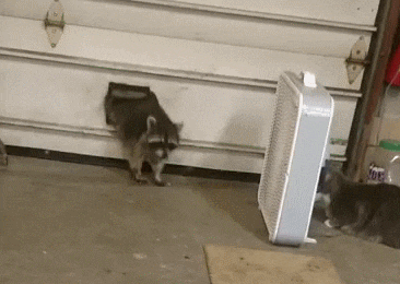 Cat and Raccoon