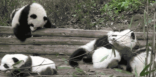 http://www.pbh2.com/wordpress/wp-content/uploads/2012/10/cutest-animal-gifs-panda-party.gif