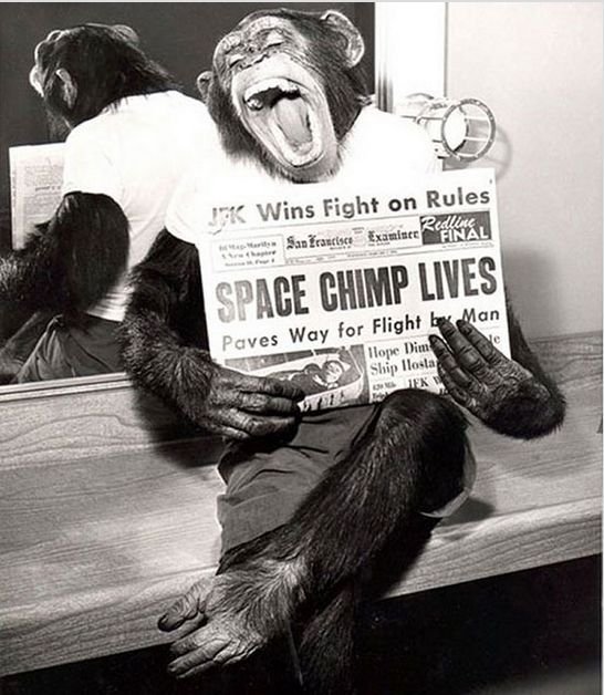 Шимпанзе позирует фотографу после удачного полета в космос. 1961 год