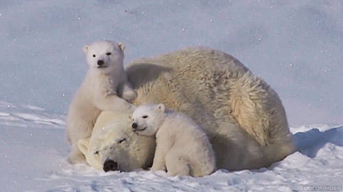 https://i2.wp.com/gifrific.com/wp-content/uploads/2015/05/Polar-Bear-Cubs-Cuddling-With-Mom.gif?ssl=1