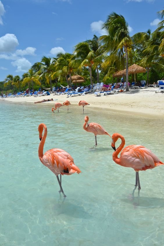 Flamingo Beach - Renaissance Island, Aruba-I got married here!!!!!!: 