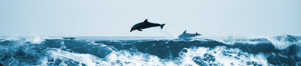 Wild Dolphins Leaping over a Wave Header image