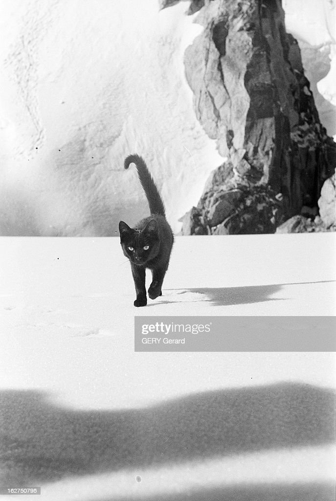 Zizou, The Mountaineer Cat : News Photo