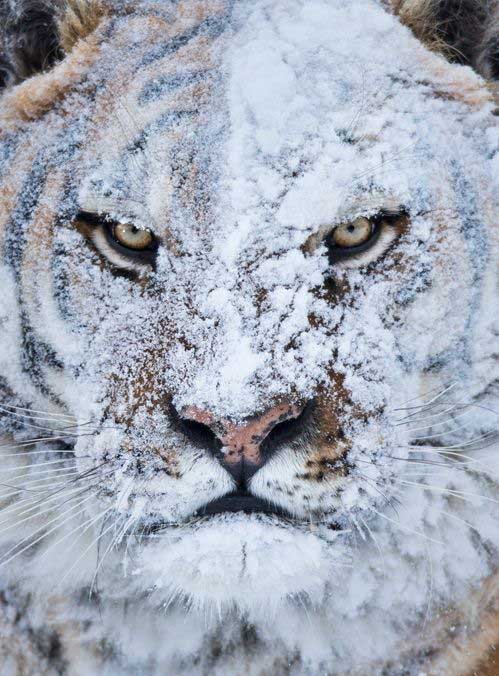 Фото Морда тигра в снегу