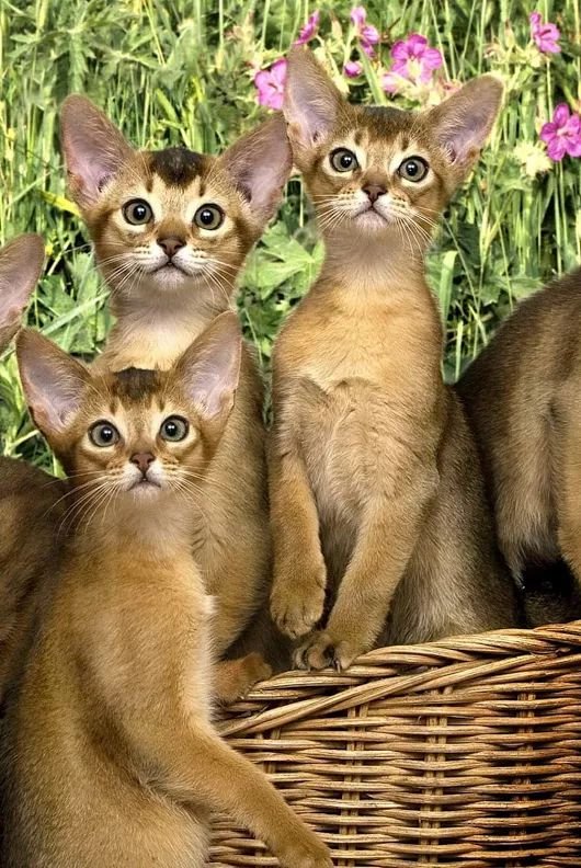 Abyssinian kitties