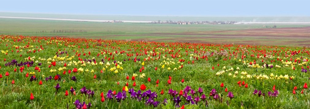 Цветение тюльпанов в Калмыкии.