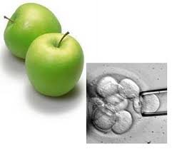 стволовые клетки яблока, apple fruit stemm cells