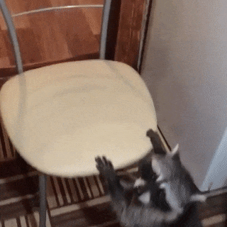 Raccoon Getting on the Chair