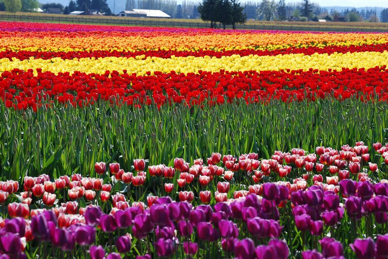 Где находится тюльпановое поле. Тюльпановые поля в Нидерландах. Тюльпановые плантации. Плантации тюльпанов в Голландии. Амстердам поля тюльпанов.