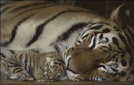 http://forgifs.com/gallery/d/258866-2/Tiger-mom-licks-cub.gif