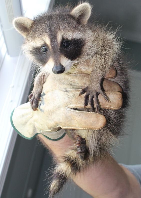Baby racoon that is about four days old. He lost his mom.