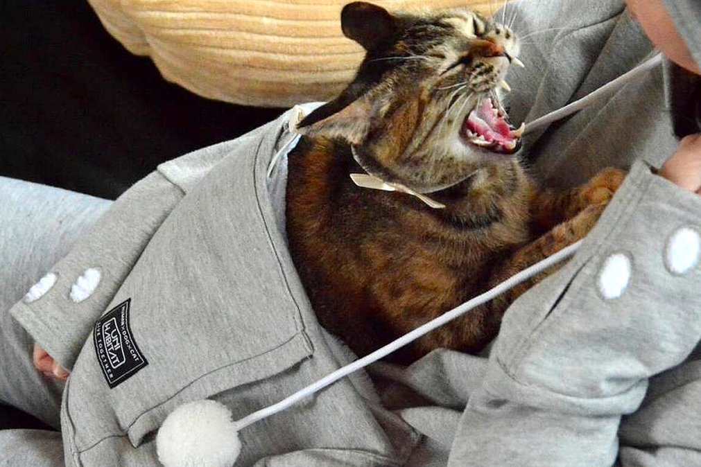 The Hoodie You Never Knew You Needed — 1 With a Pet Pocket