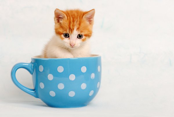 http://freedesignfile.com/upload/2016/12/The-mini-kitten-in-the-cup-HD-picture.jpg