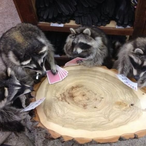 The candid life of a raccoon in 26 pictures