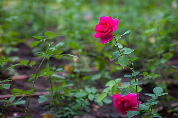открытие розария в парке горького