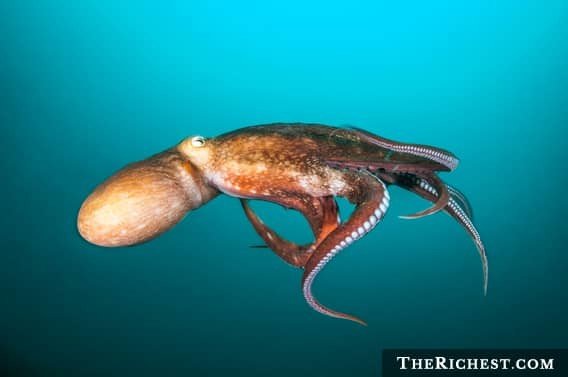 Гигантские осьминоги море, океан, ужасы