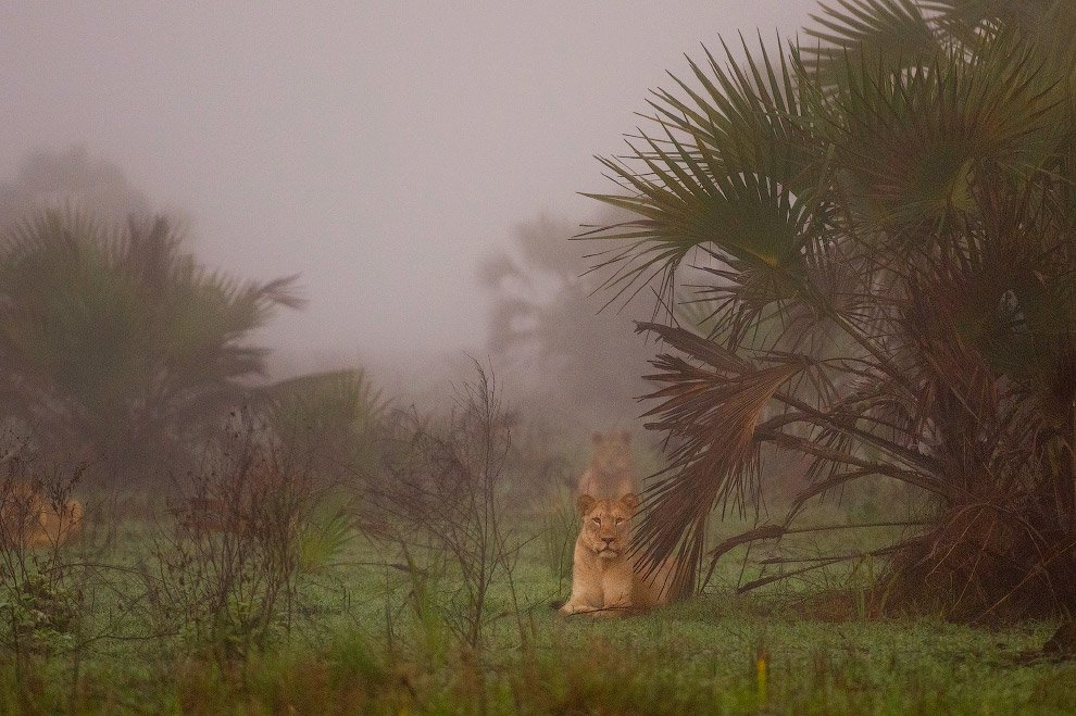 Львы в отдаленном районе зоны дельты Замбезе