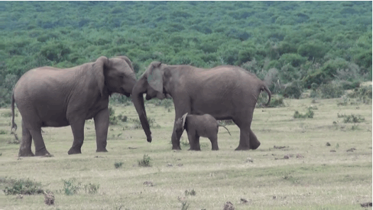 http://mrwgifs.com/wp-content/uploads/2013/11/Mom-Dad-Elephants-Hug-Baby-Elephant-Frolics-The-Fields.gif