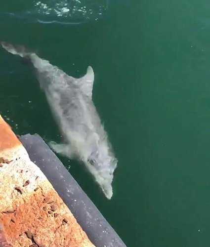 Дельфины вернулись в Кальяри