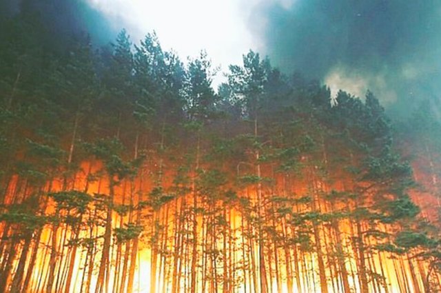 Пожары в Сибири