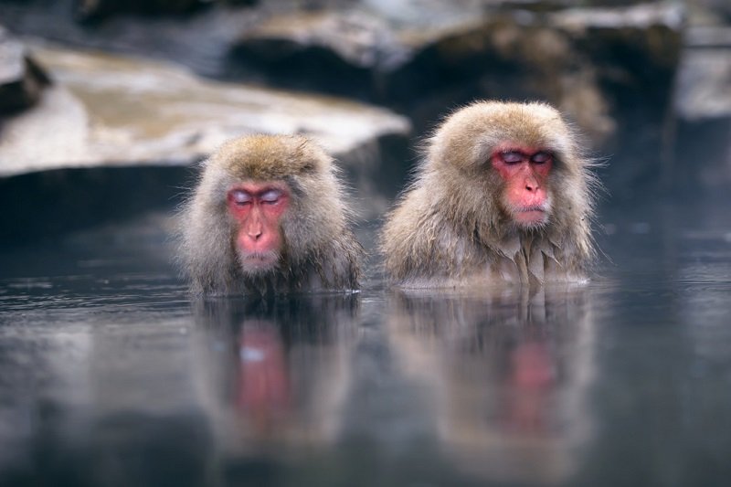 Фото обезьян: Почему в воде парка Джигокудани не мерзнут обезьяны?