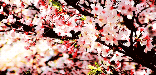 http://cdn.lowgif.com/full/fc942a1434096610-nature-japan-cherry-blossoms-gif-on-gifer-by-laiswyn.gif