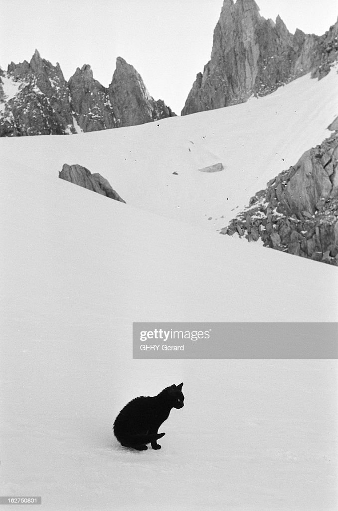 Zizou, The Mountaineer Cat : News Photo