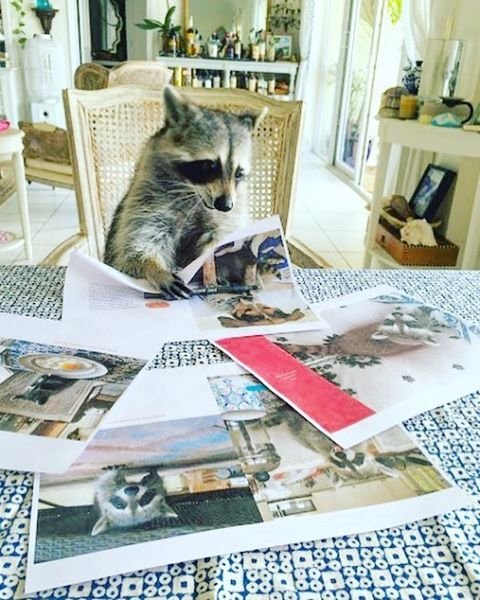 Phew! Just a few more edits and the book is done! Toffee would you mind grabbing me that jug of espresso please? ðâï¸âï¸ð Don't forget to preorder your Pumpkin The Raccoon book today!  Link is in our bio or see all of the fantastic places to buy on our Facebook page!  #pumpkintheraccoon #raccoon #weeklyfluff #dailyfluff #raccoonsofinstagram #instagood #instagram #instadaily #book #comingsoon