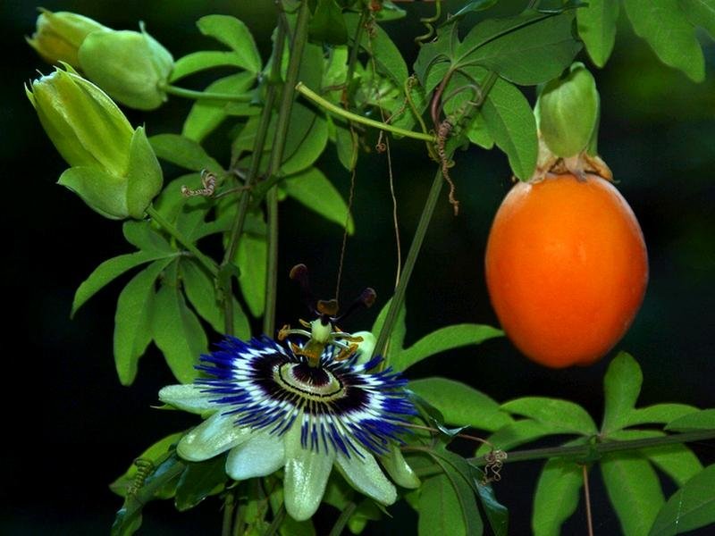 http://www.dana-ya.com.ua/upload/images/Passiflora%20RUS.JPG