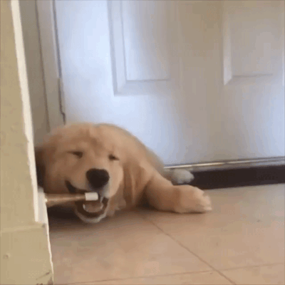 What is this thing? - Animated GIF #adorablepuppys