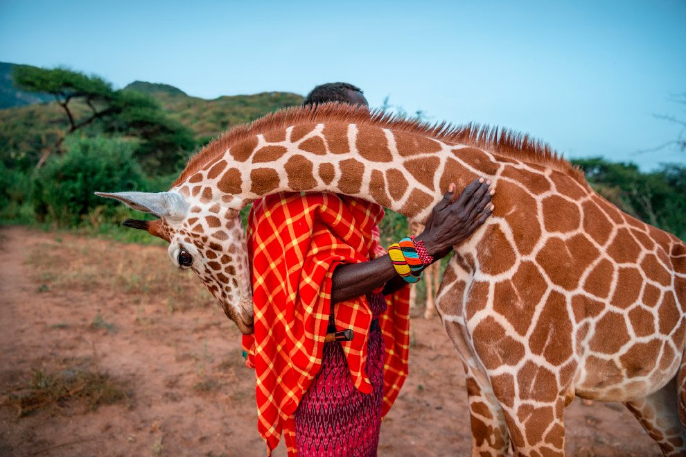 Осиротевший жираф на севере Кении
