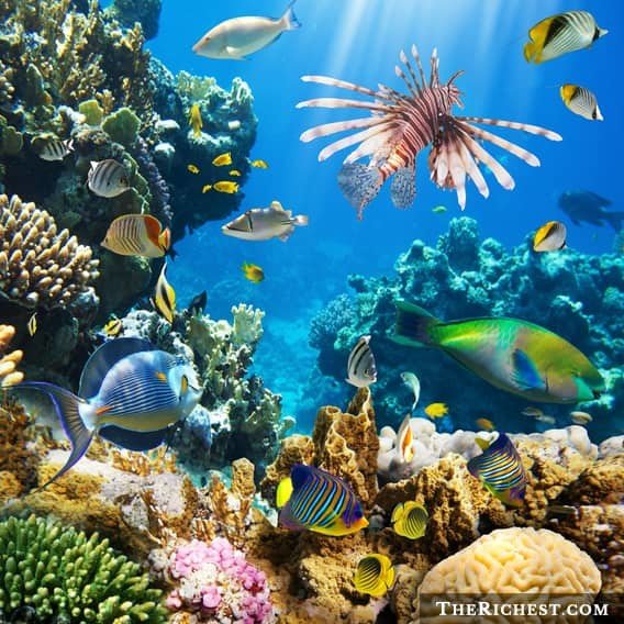 Говорящие кораллы мстят человечеству море, океан, ужасы