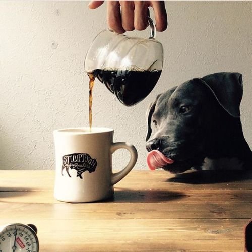 coffeentrees:  In other news, this dog gets it. #dogsofstumptown #☕️# : @i_am_glad_coffeestand by stumptowncoffee: 