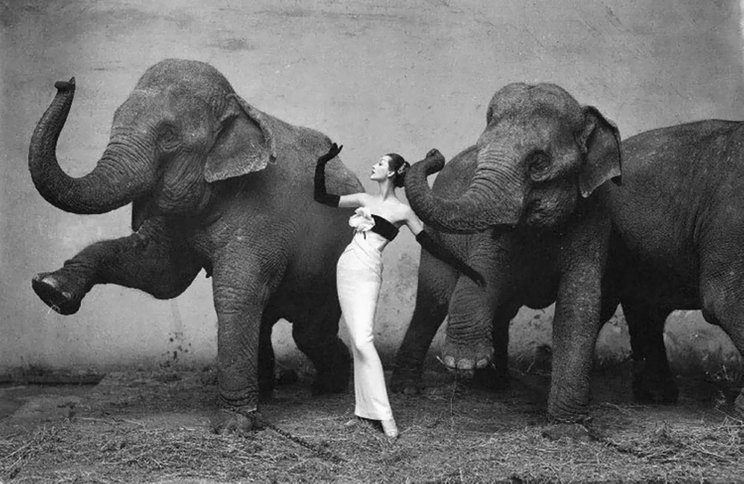 "Довима и слоны"/Ричард Аведон/The Richard Avedon Foundation