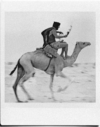 гонка на верблюдах по пустыне