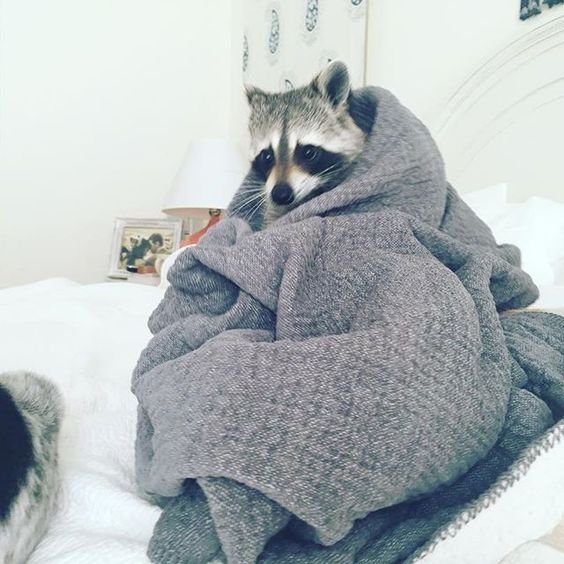 It isn't easy being a Racoon. .