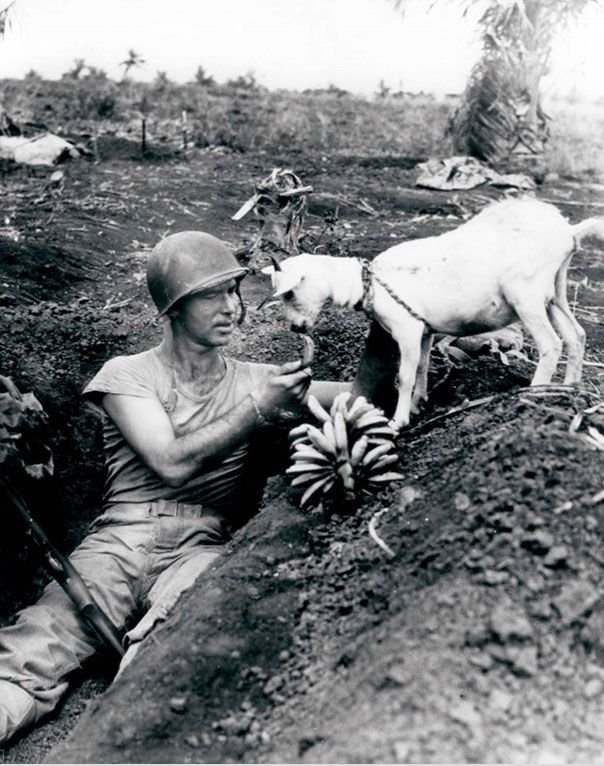 Солдат делится бананами с козлом. Бой за Сайпан. 1944 год
