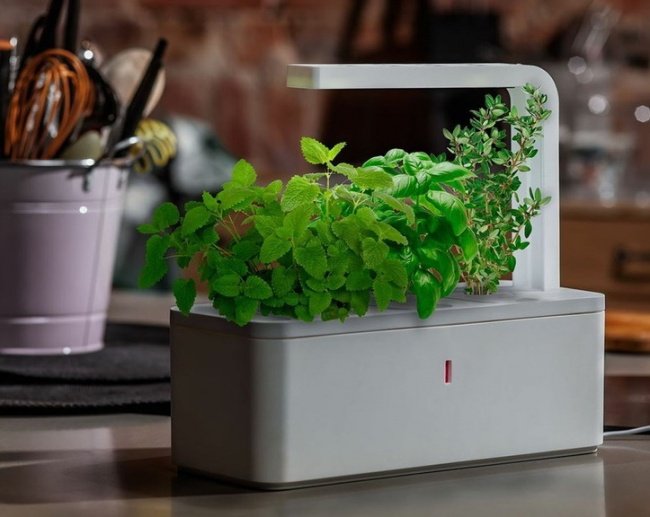 © Click & Grow   Говорят, скоро это новое изобретение будет радовать ценителей свежей зелени в 