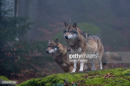 Two gray wolves, Canis lupus, on a rock. Bayerischer Wald National Park has a 200ha area with huge wildlife enclosures with some shy animals like wolf and lynx difficult to find in the wild.