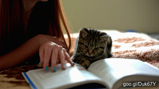 https://i1.wp.com/video-stock.org/wp-content/uploads/2016/10/Cat-reading-book_txt.gif