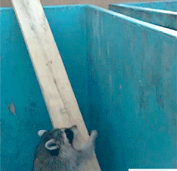 Smart Raccoon | Funny Cat GIFs