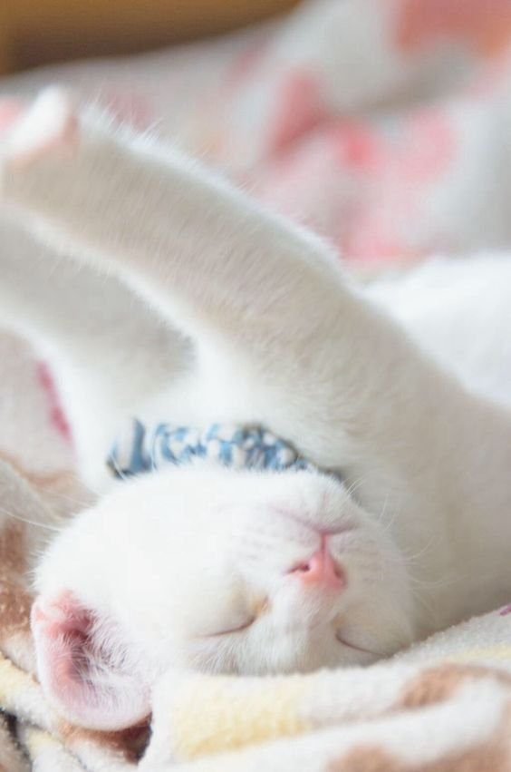Sleepy kitten and like OMG! get some yourself some pawtastic adorable cat apparel!