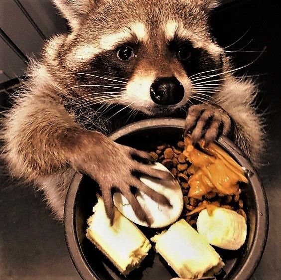 Food Bandit