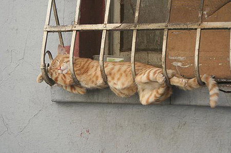 cats 15 25 кошачьих поз для сна